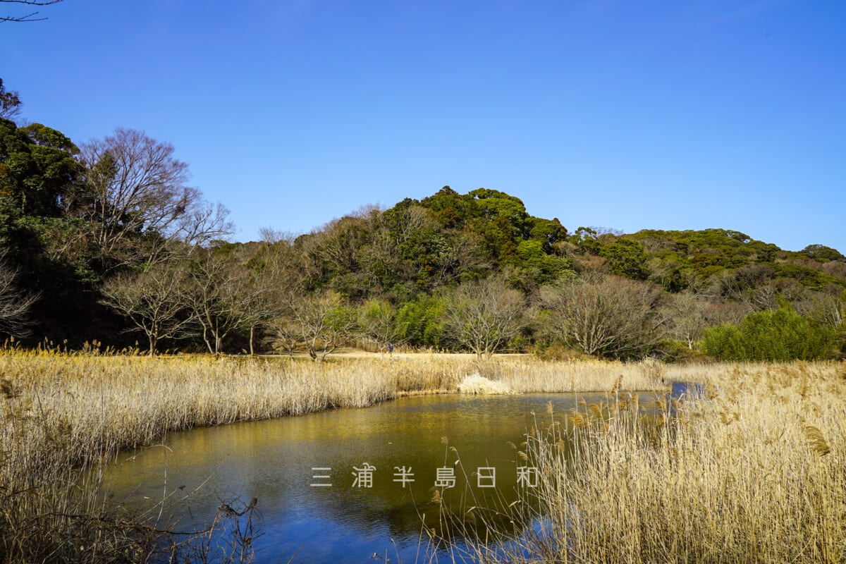 池子の森自然公園・緑地エリア・池(撮影日:2021.01.16)