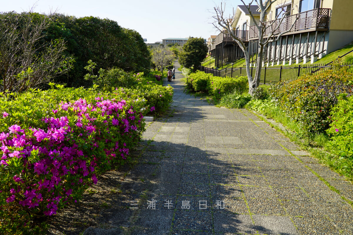 湘南国際村グリーンパーク・住宅地の間を抜ける緑道（撮影日：2021.04.10）