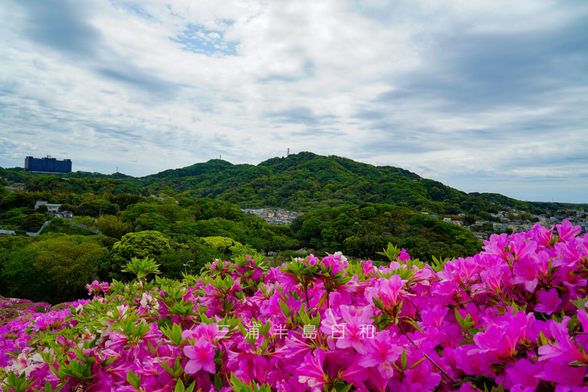 太田和つつじの丘より武山方面を望む（撮影日：2019.04.29）