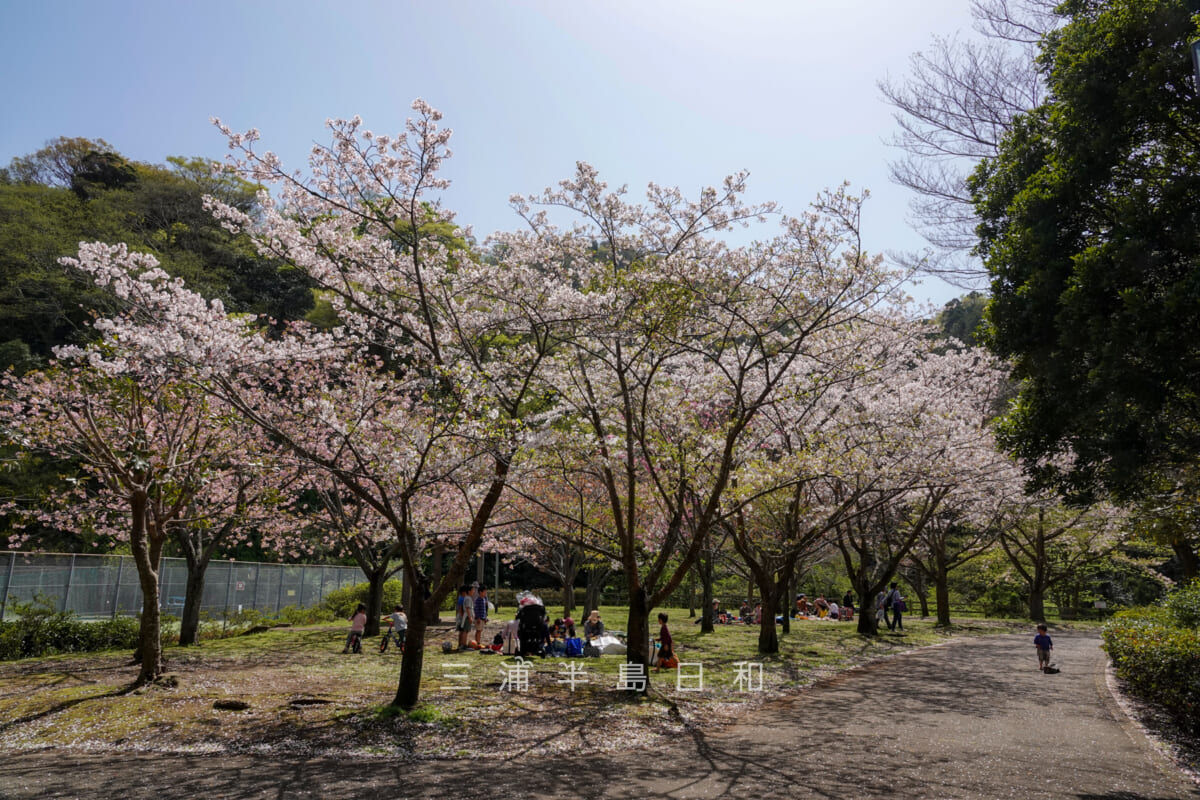南郷上ノ山公園・桜が咲く広場(撮影日:2021.03.31)