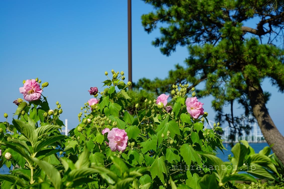 野島公園・旧伊藤博文金沢別邸の庭園にある牡丹園（撮影日：2020.08.15）