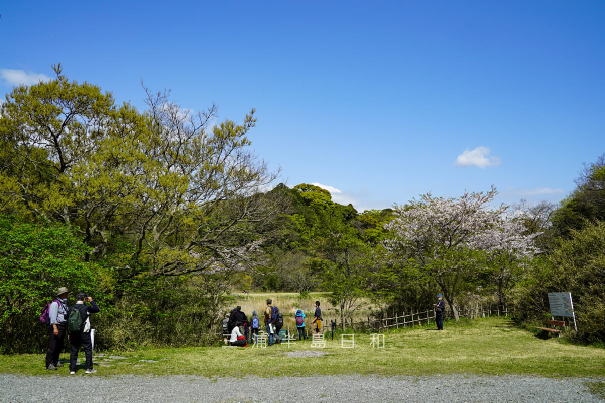 池子の森自然公園・緑地エリア・池の眺望スポット(撮影日:2021.04.03)