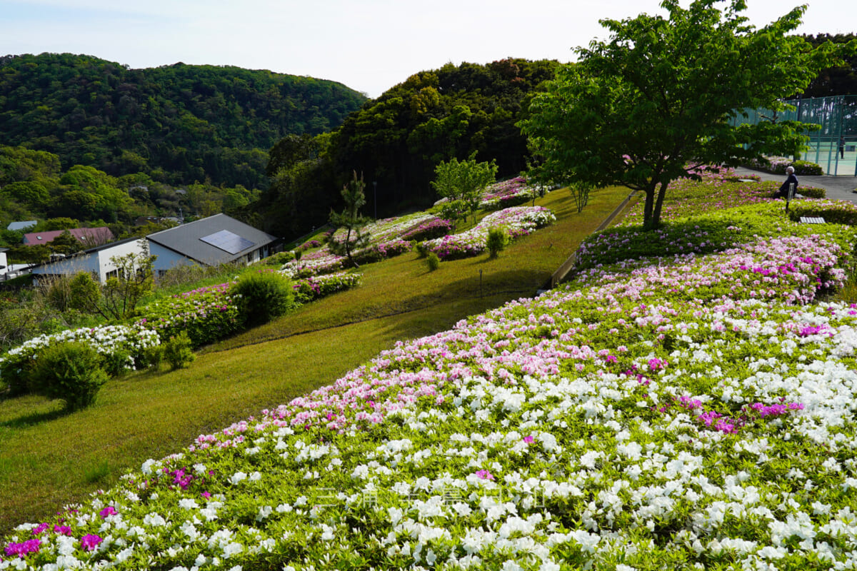湘南国際村西公園・公園の下の斜面に咲くつつじ（撮影日：2021.04.15）