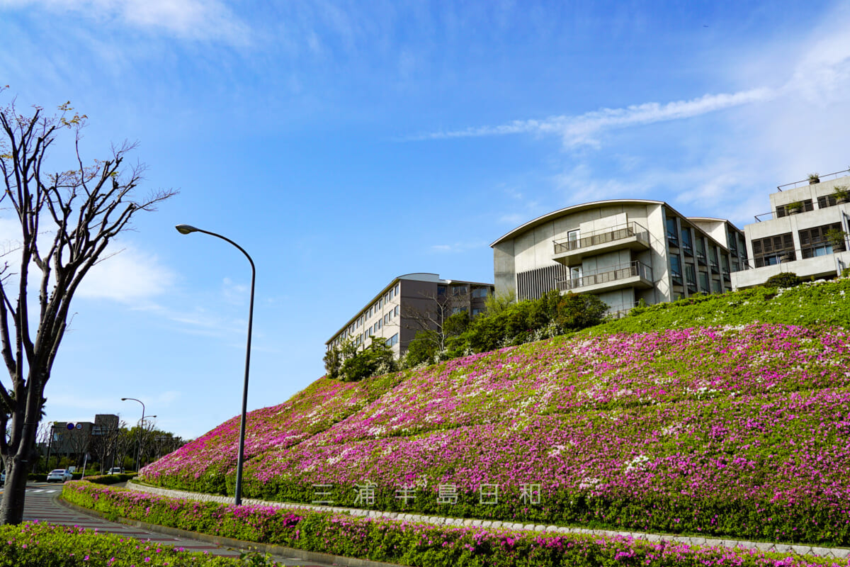 湘南国際村西公園・公園前の県道沿いのつつじ(撮影日:2021.04.15)