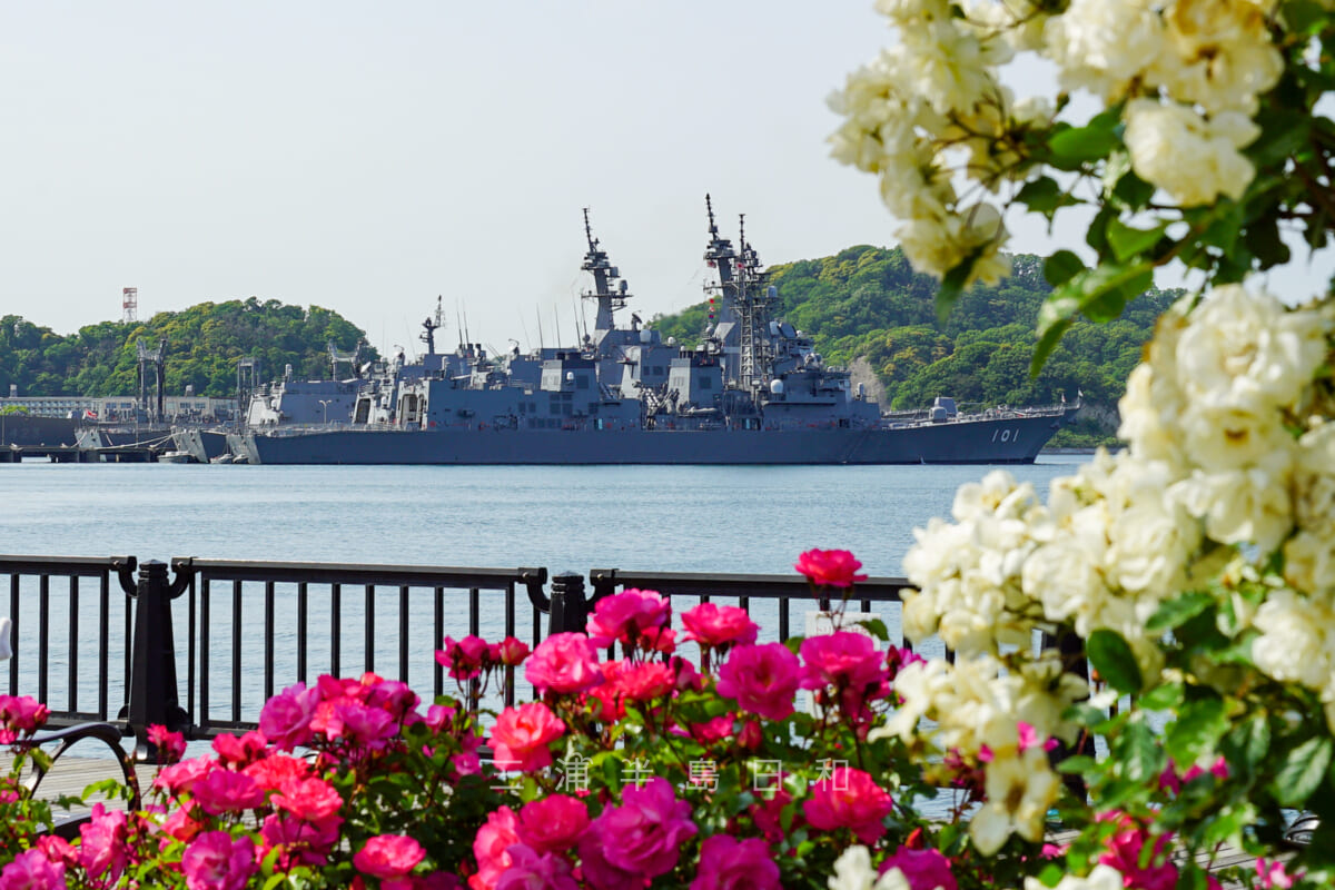 ヴェルニー公園・バラ園越しに見る海上自衛隊の艦船(アップ)(撮影日:2021.05.10)