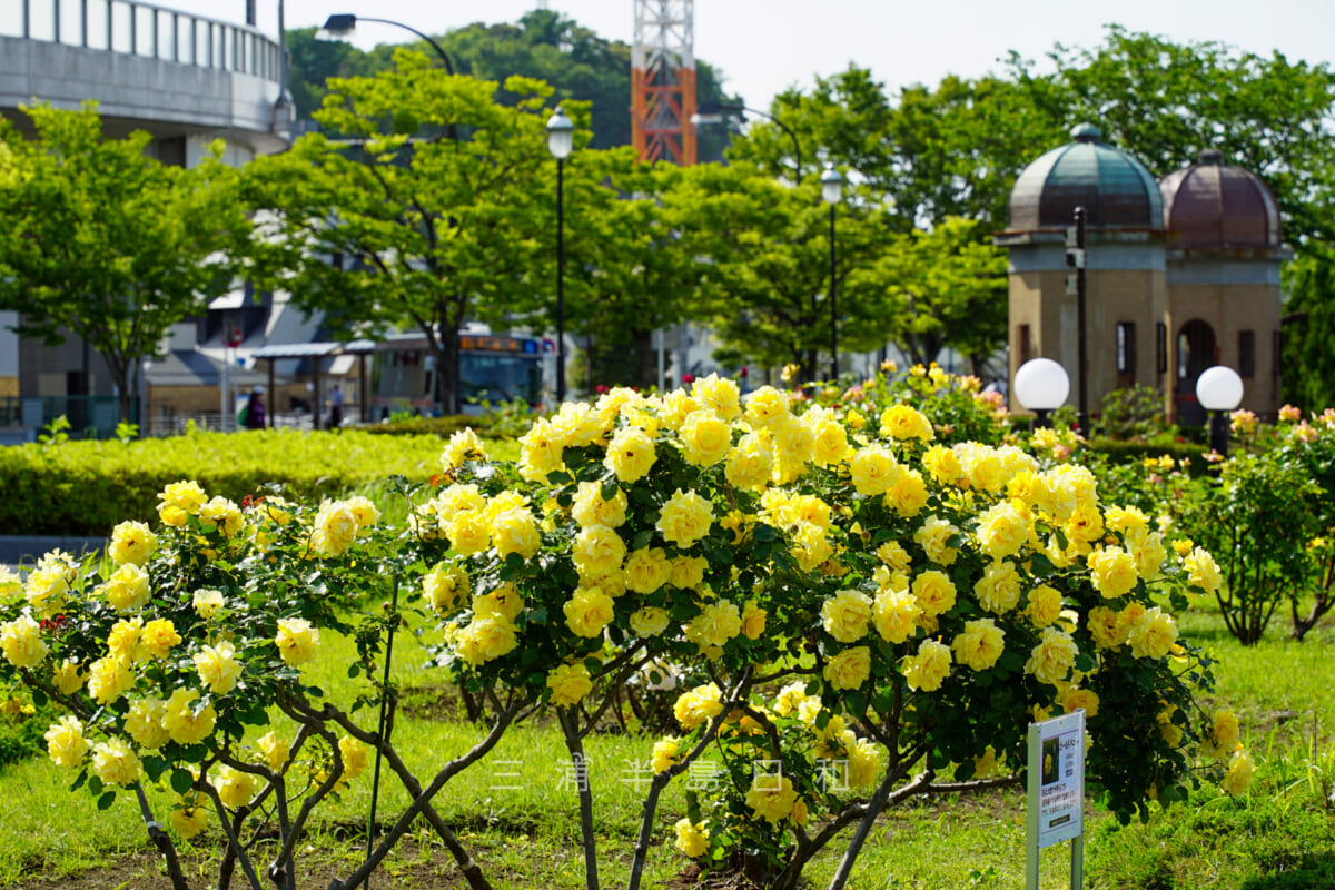 ヴェルニー公園・バラ園と逸見波止場衛門跡(撮影日:2021.05.10)