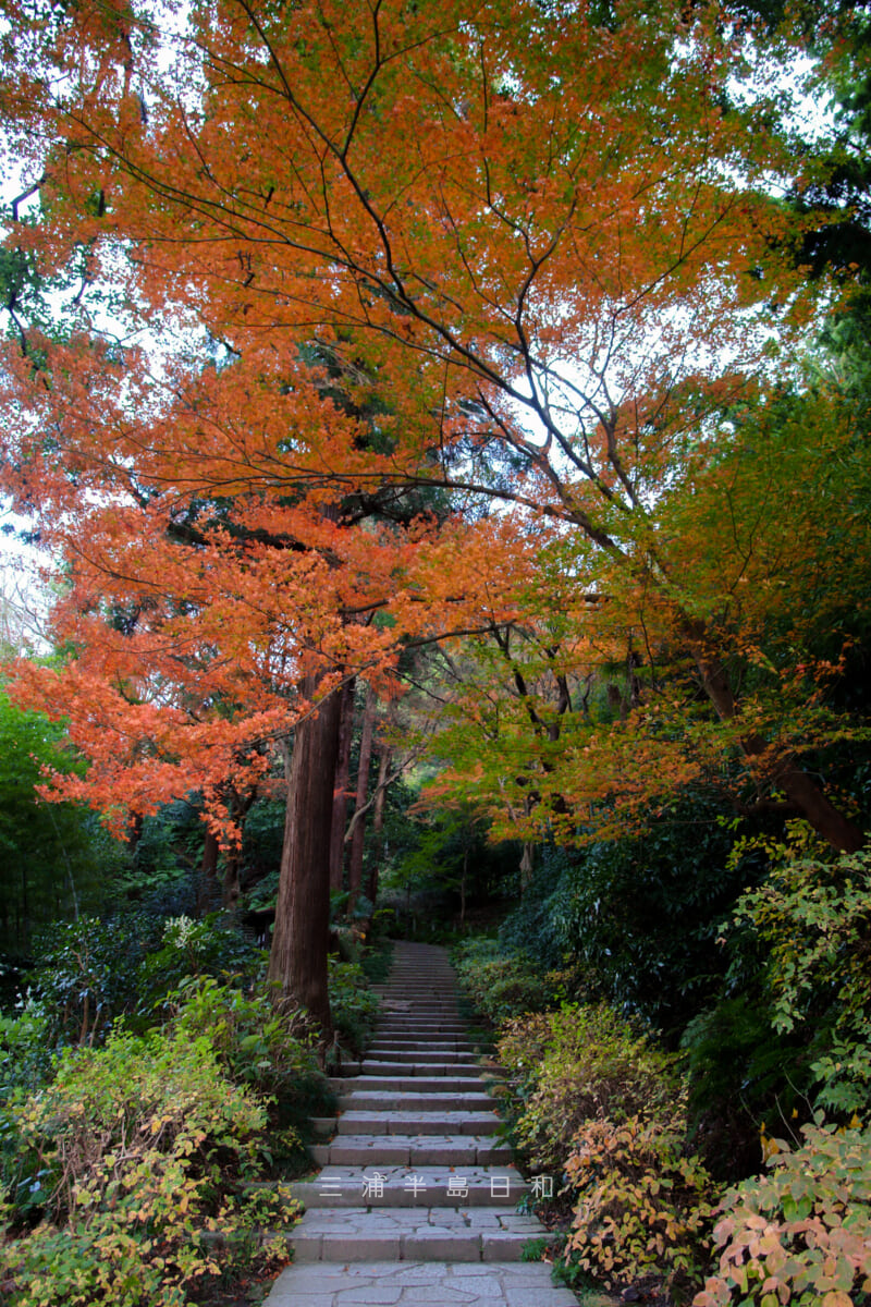 瑞泉寺・山門へ続く道の紅葉(撮影日:2008.12.25)