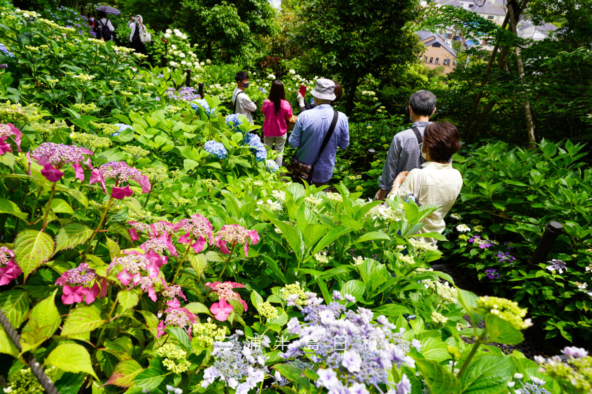 長谷寺・あじさい路（撮影日：2021.05.28）