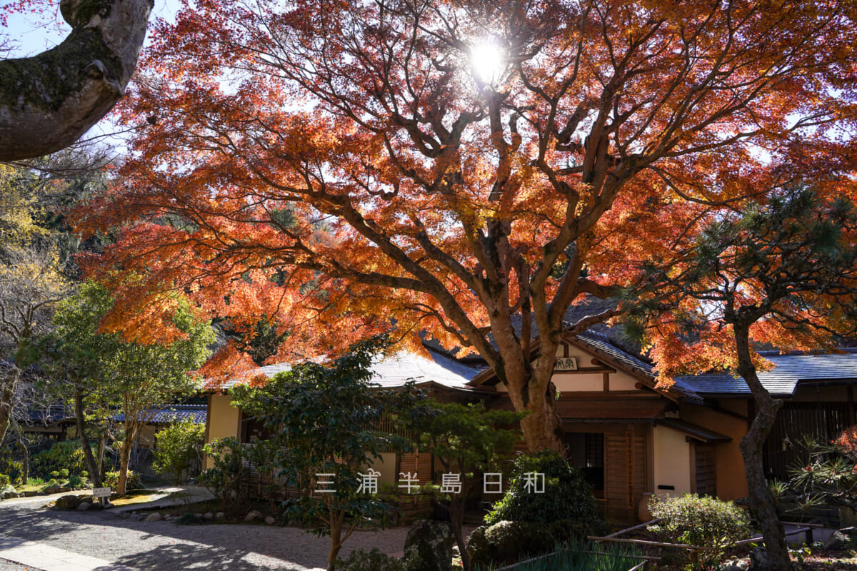 浄智寺・書院前の紅葉(撮影日:2020.12.16)
