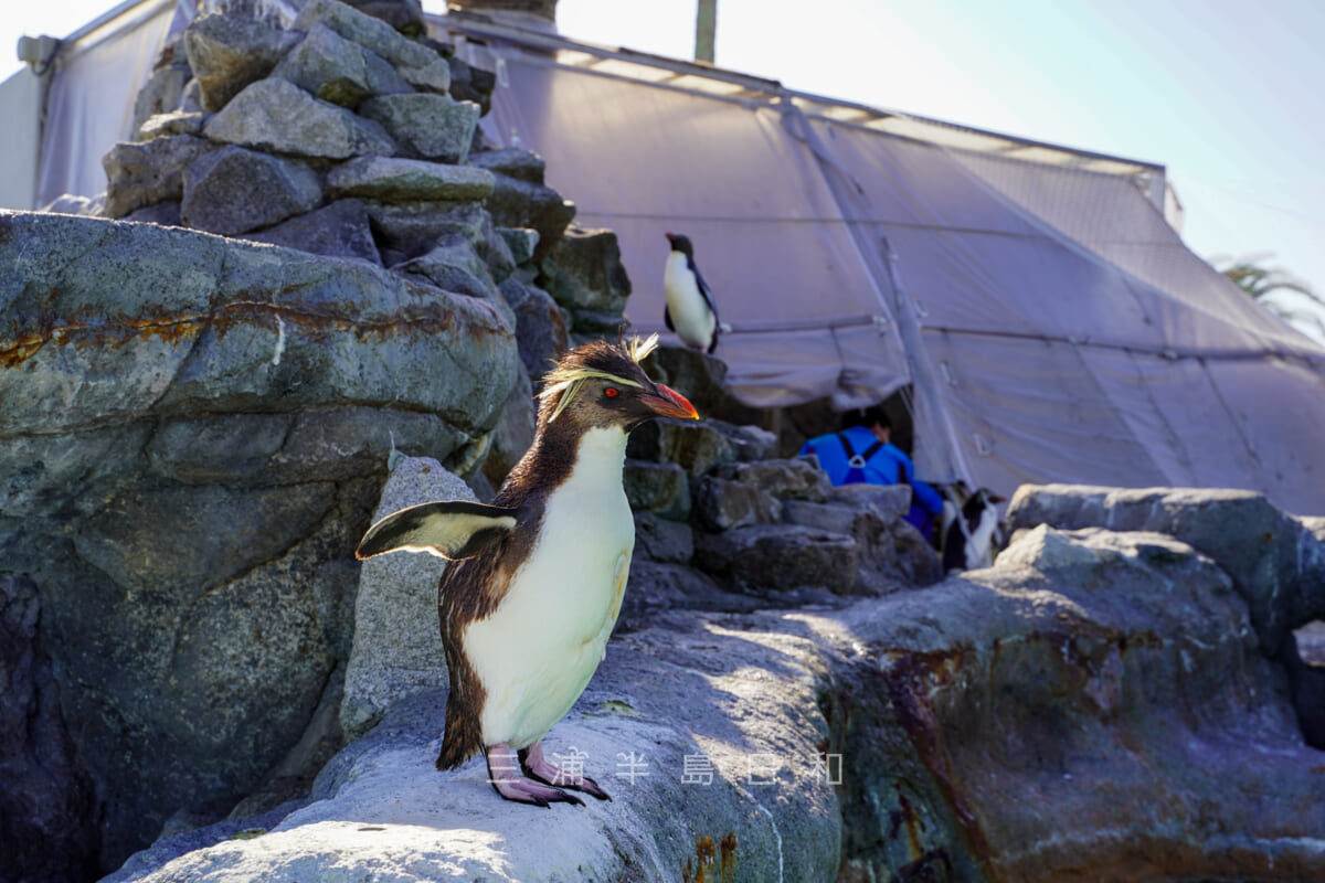 京急油壺マリンパーク・ペンギン島・キタイワトビペンギン（撮影日：2021.05.03）