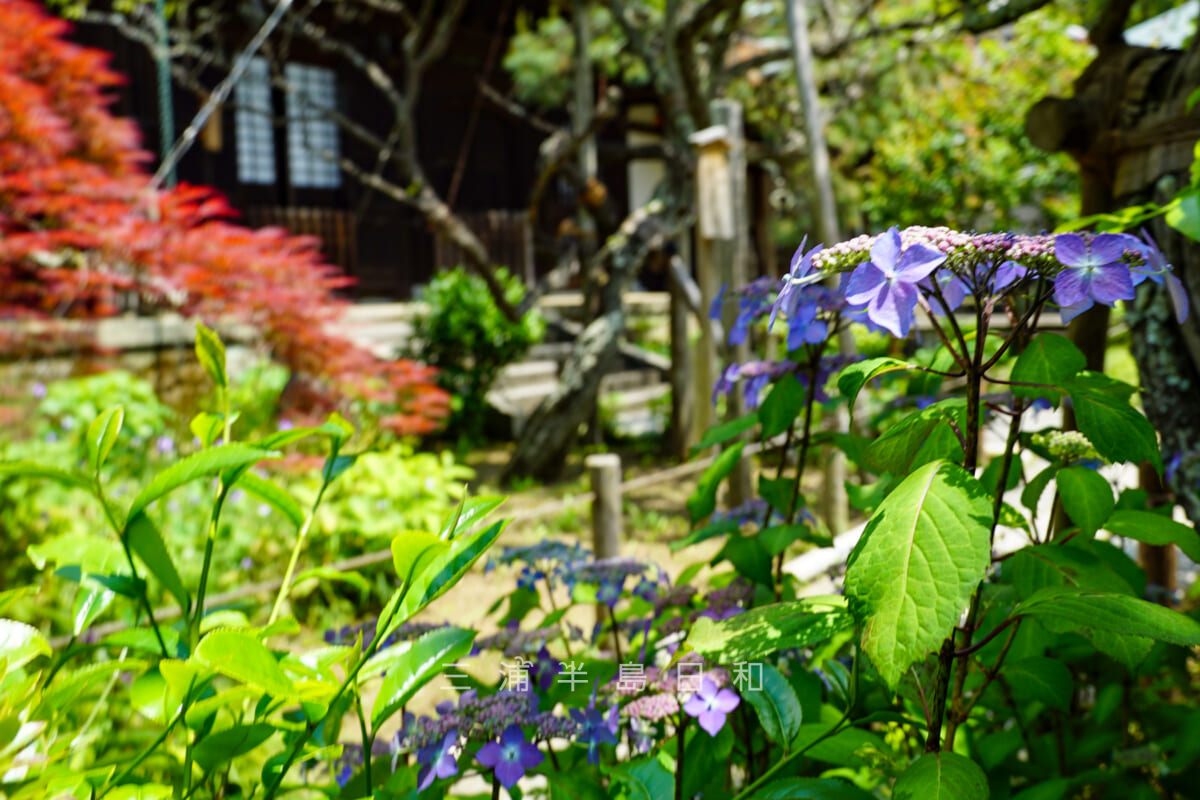 瑞泉寺・本堂前に咲くガクアジサイ(撮影日:2021.05.10)