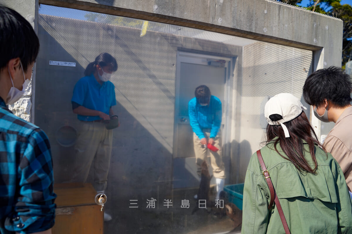 京急油壺マリンパーク・かわうその森・お食事中(撮影日:2021.05.03)
