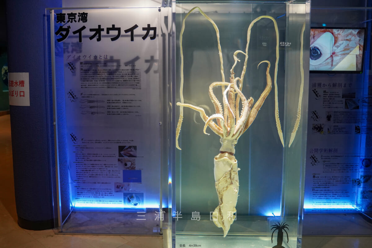 京急油壺マリンパーク・水族館「魚の国」・東京湾ダイオウイカの標本（撮影日：2021.05.03）