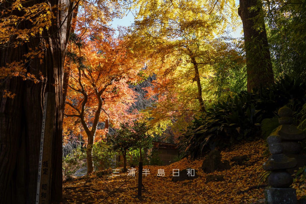 浄智寺・本堂裏の紅葉(撮影日:2020.12.16)
