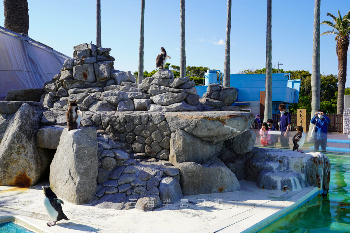京急油壺マリンパーク・ペンギン島(撮影日:2021.05.03)