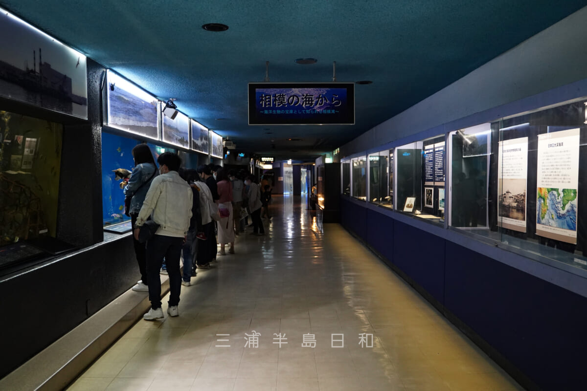 京急油壺マリンパーク・水族館「魚の国」・相模湾の海洋生物の展示（撮影日：2021.05.03）
