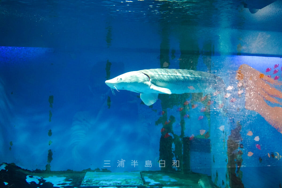京急油壺マリンパーク・水族館「魚の国」・シロチョウザメ（撮影日：2021.05.03）