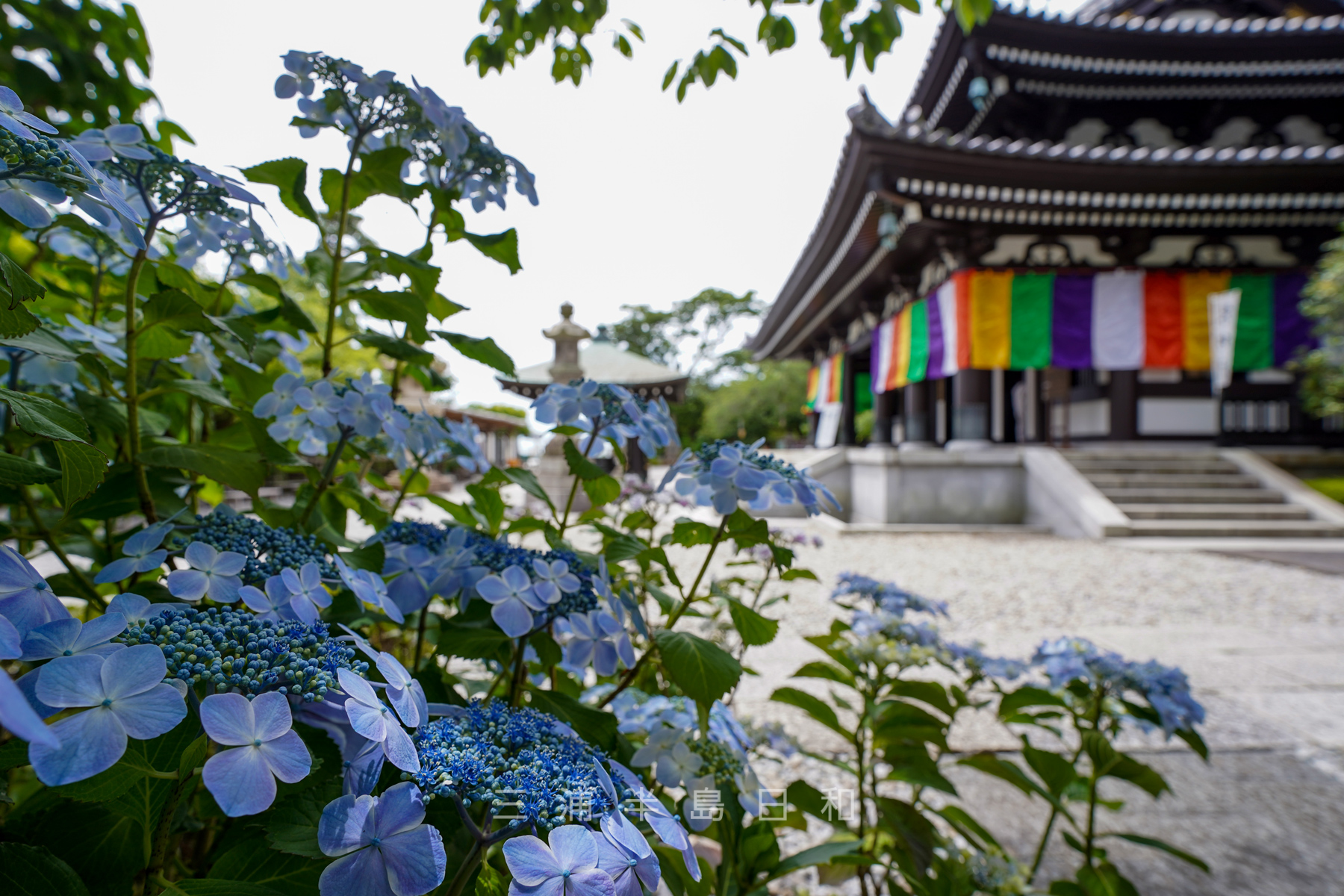 長谷寺 長谷観音 40種類2 500株のアジサイなど鎌倉を代表する花の寺 長谷寺 長谷観音 40種類2 500株のアジサイなど鎌倉を代表する花の寺