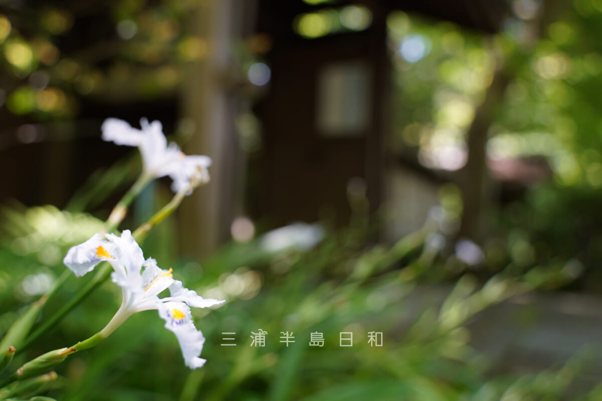瑞泉寺・山門のそばで咲くシャガ（撮影日：2021.05.10）