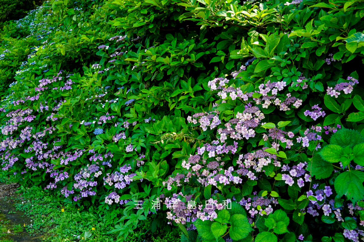 県立観音崎公園・観音崎園地のガクアジサイ-2(撮影日:2021.06.24)