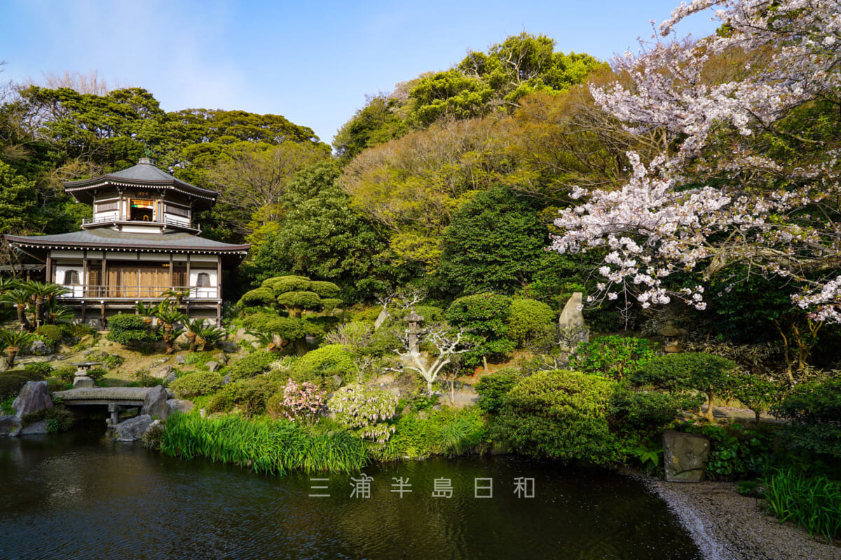 光明寺・記主庭園と大聖閣(たいしょうかく)(撮影日:2018.04.01)