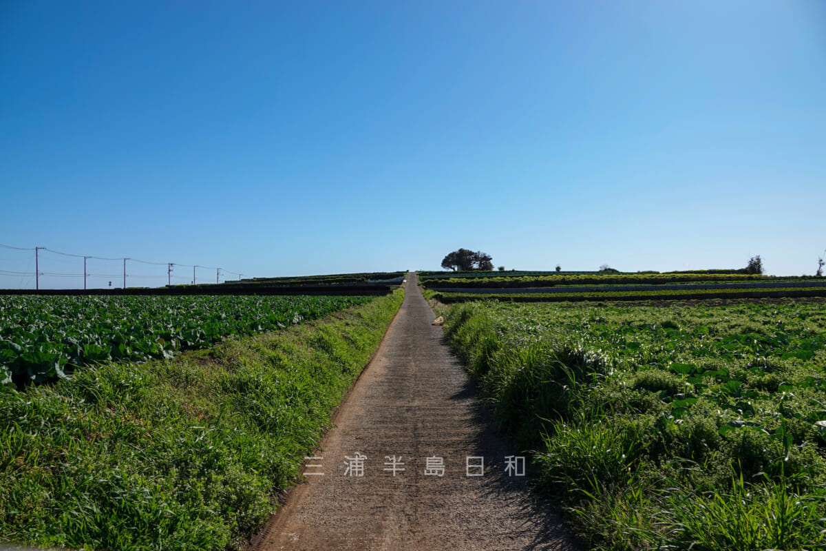 稲村ジェーン・給水塔の丘（撮影日：2020.03.20）