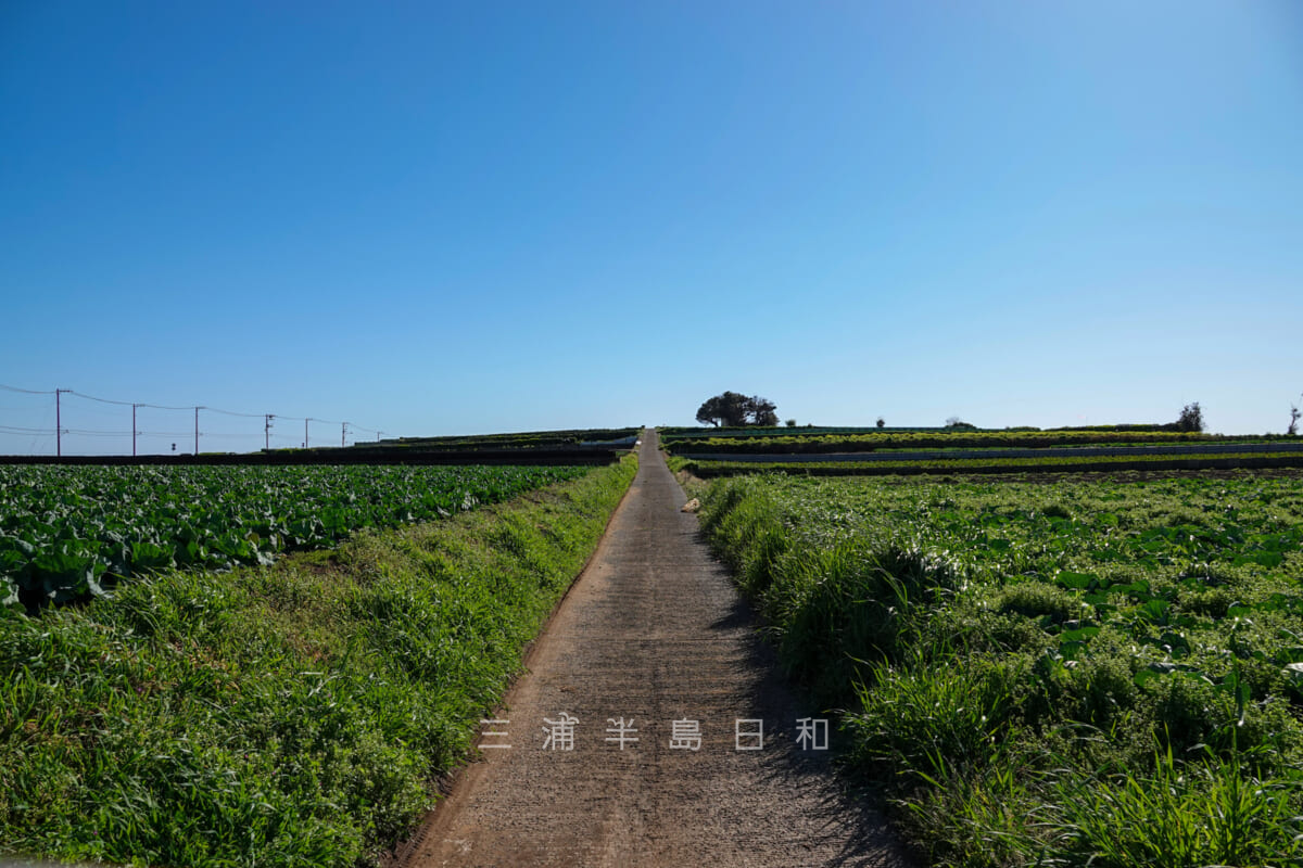 稲村ジェーン・給水塔の丘(撮影日:2020.03.20)