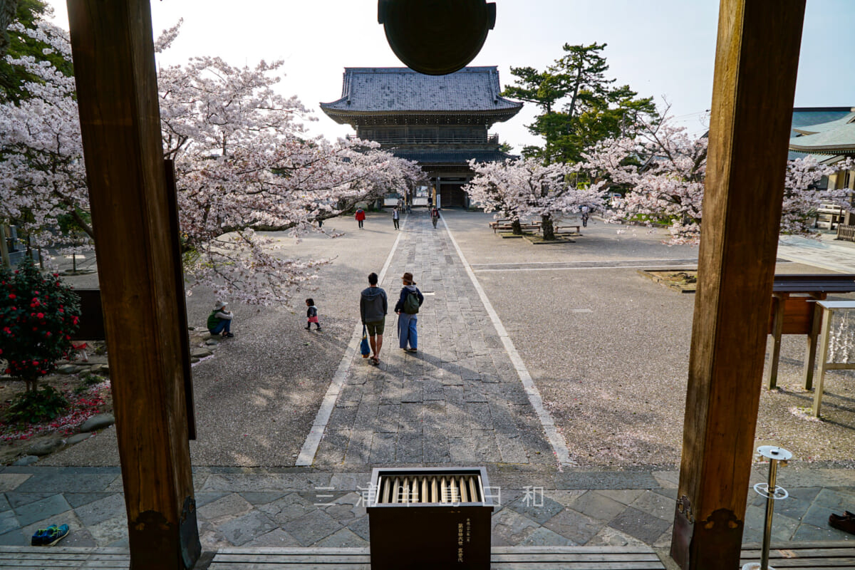 光明寺・桜の季節に本堂(大殿)から見た山門方面(撮影日:2018.04.01)