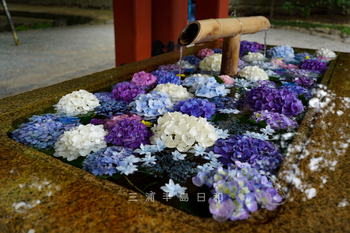 鶴岡八幡宮・紫陽花の花手水（撮影日：2021.06.23）