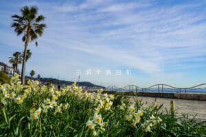 野比海岸(北下浦海岸)&野比海岸公園 | 200万株の水仙が咲き誇る2.5km続く快適なドライブコース