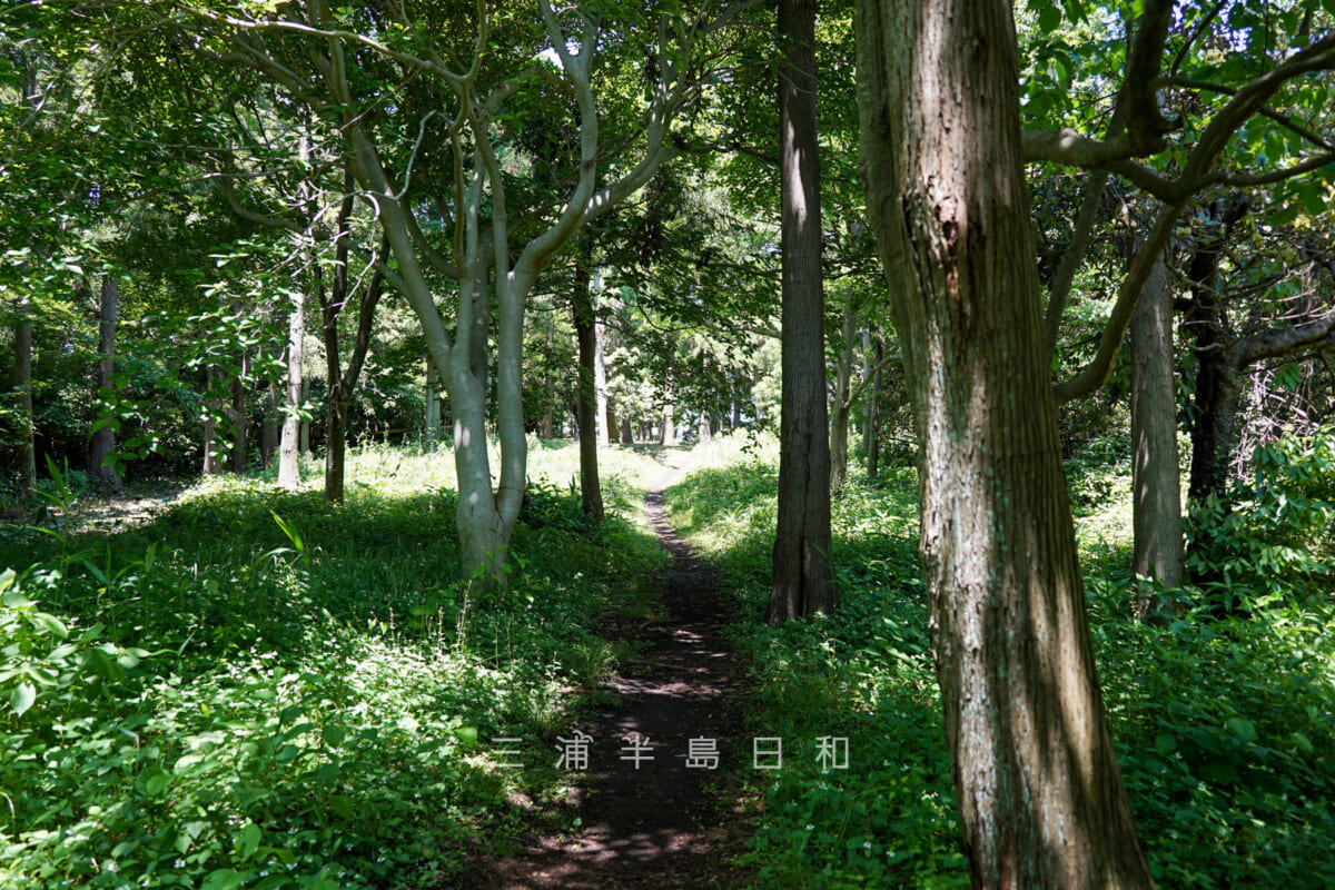 県立はやま三ヶ岡山緑地・林の中を進む尾根道（撮影日：2021.06.01）