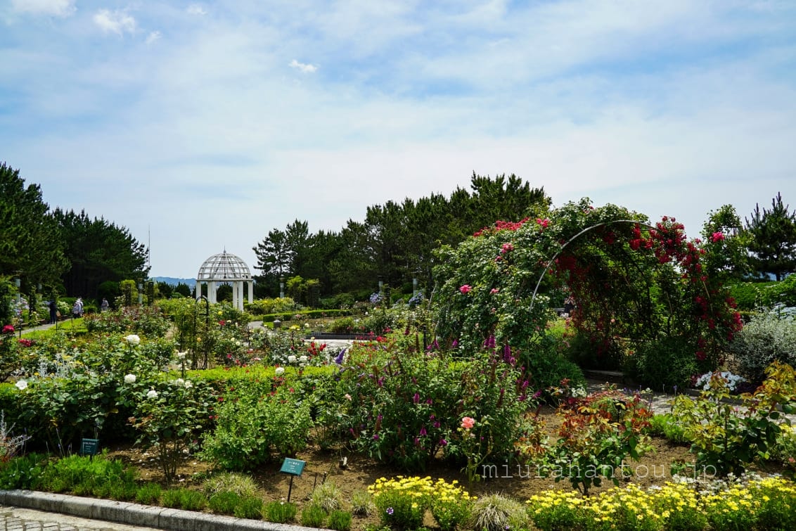 横浜八景島シーパラダイス・丘の広場のバラ園（撮影日：2021.06.11）