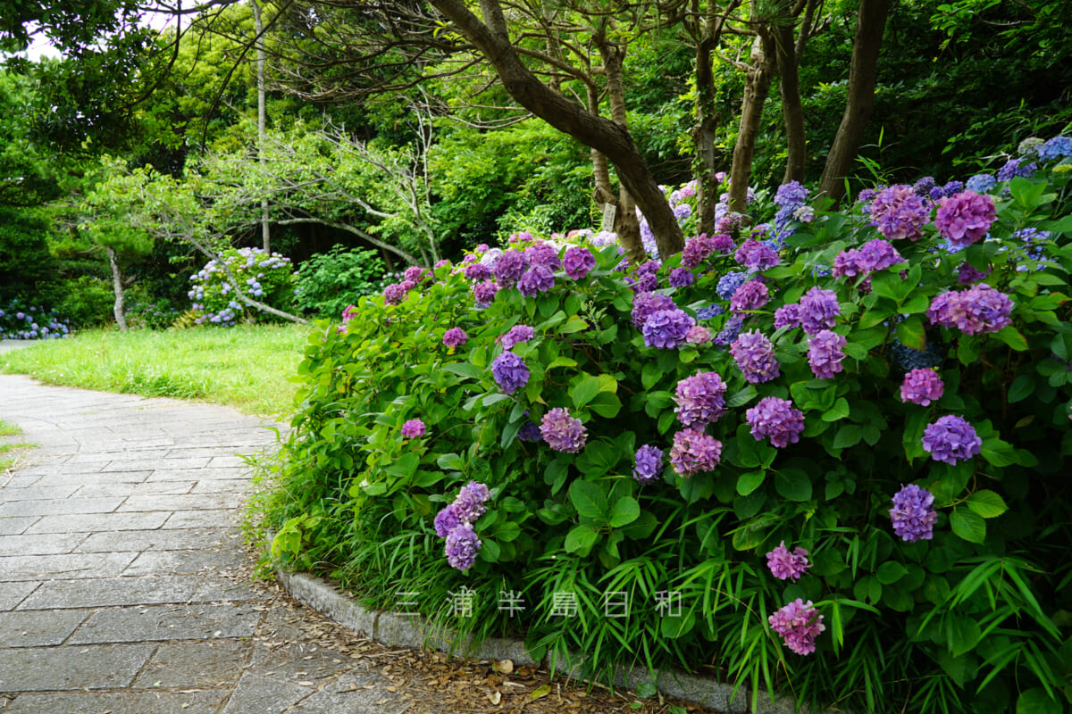 稲村ケ崎公園(鎌倉海浜公園稲村ガ崎地区)・展望広場のアジサイ(撮影日:2021.06.23)