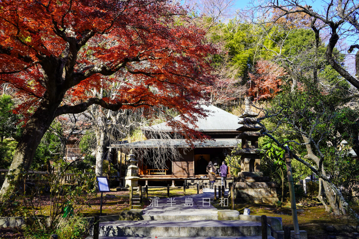 東慶寺・本堂前の紅葉（撮影日：2020.12.16）