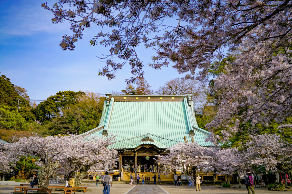 光明寺・桜の季節の本堂（大殿）とその周辺（撮影日：2018.04.01）