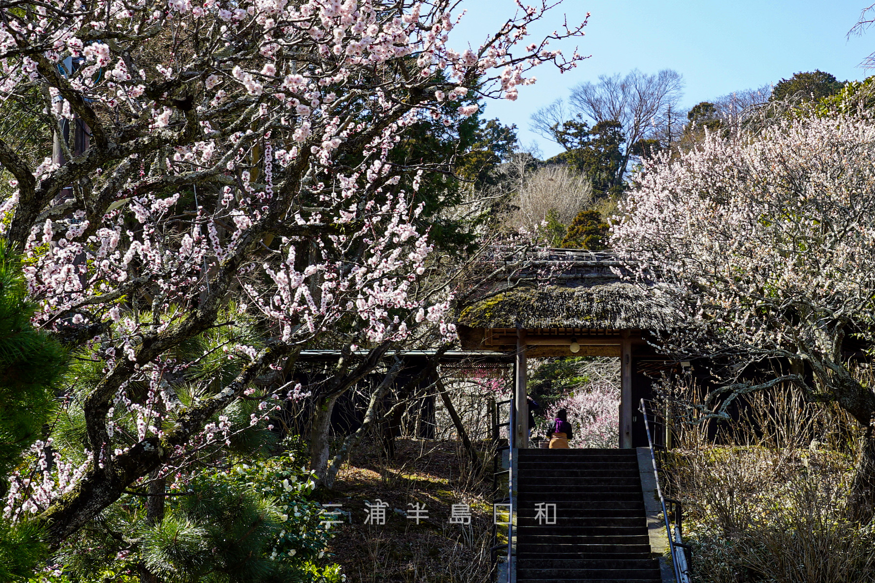 東慶寺 | 600年も女性を守り続けた縁切寺の歴史を持つ梅に代表される花の寺