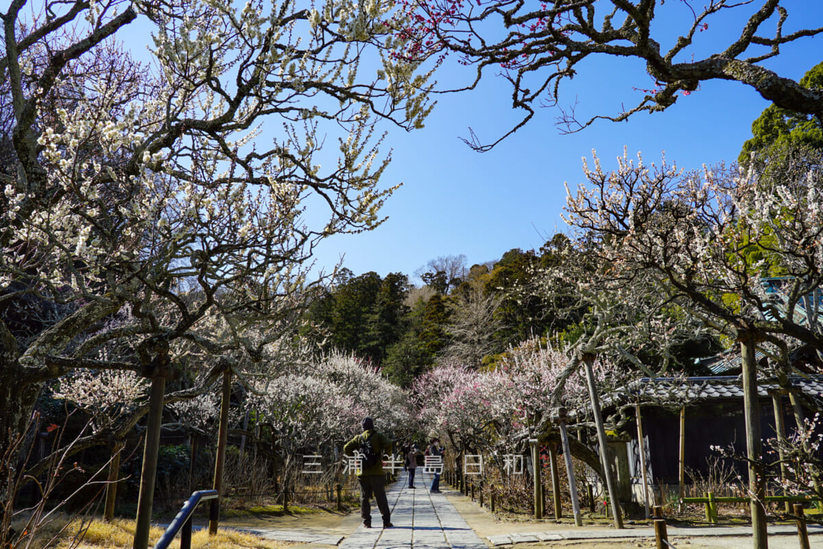 東慶寺・梅林の中を行く参道(撮影日:2021.02.25)