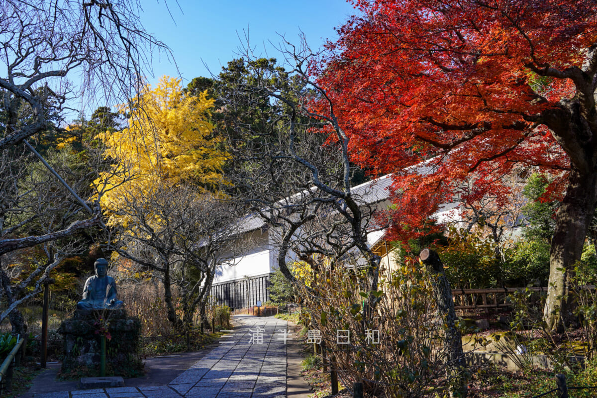 東慶寺・本堂前周辺の紅葉（撮影日：2020.12.16）