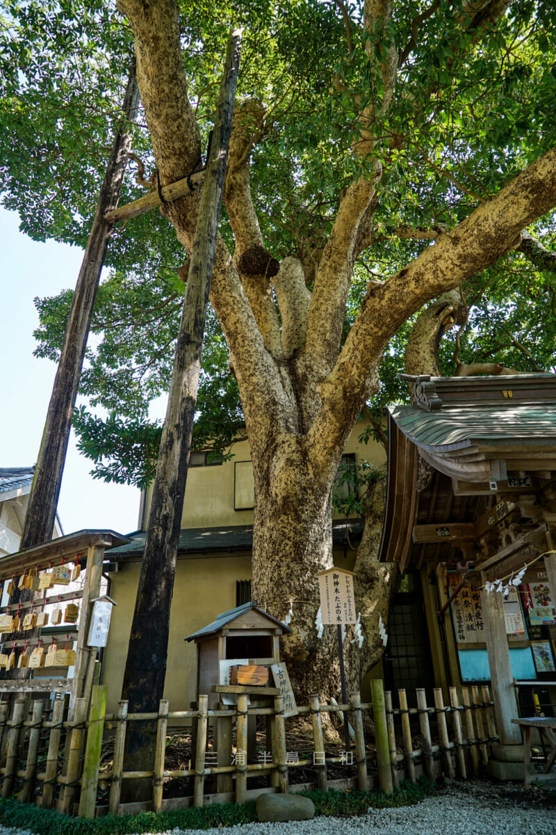 御霊神社(権五郎神社)・御神木たぶの木(撮影日:2018.03.28)