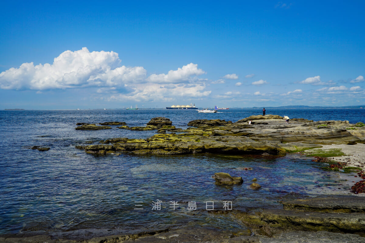 県立観音崎公園・観音崎園地の岩礁（撮影日：2021.06.24）