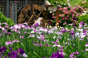 横須賀しょうぶ園・ハナショウブとアジサイと水車（撮影日：2021.06.08）