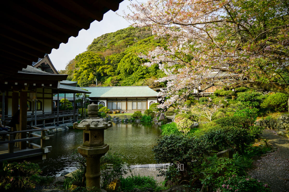 光明寺・本堂(大殿)より記主庭園を望む(撮影日:2018.04.01)