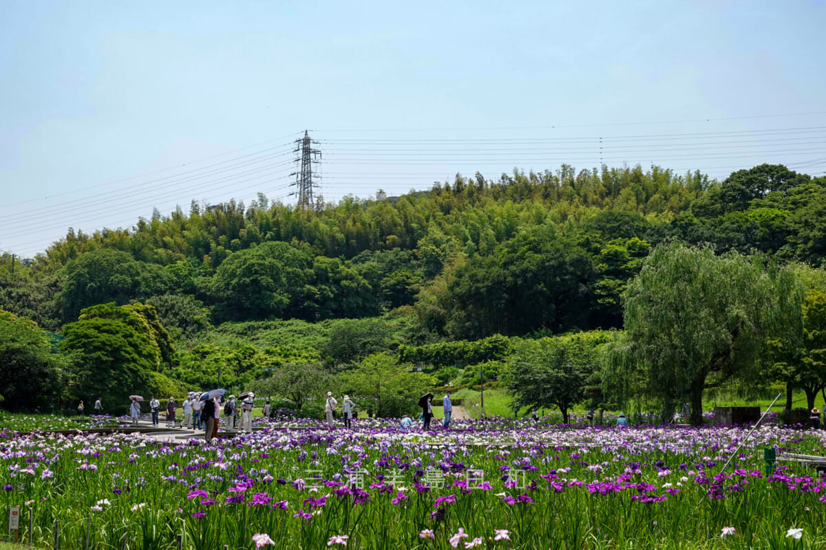 横須賀しょうぶ園・南側のしょうぶ苑全景(撮影日:2021.06.08)