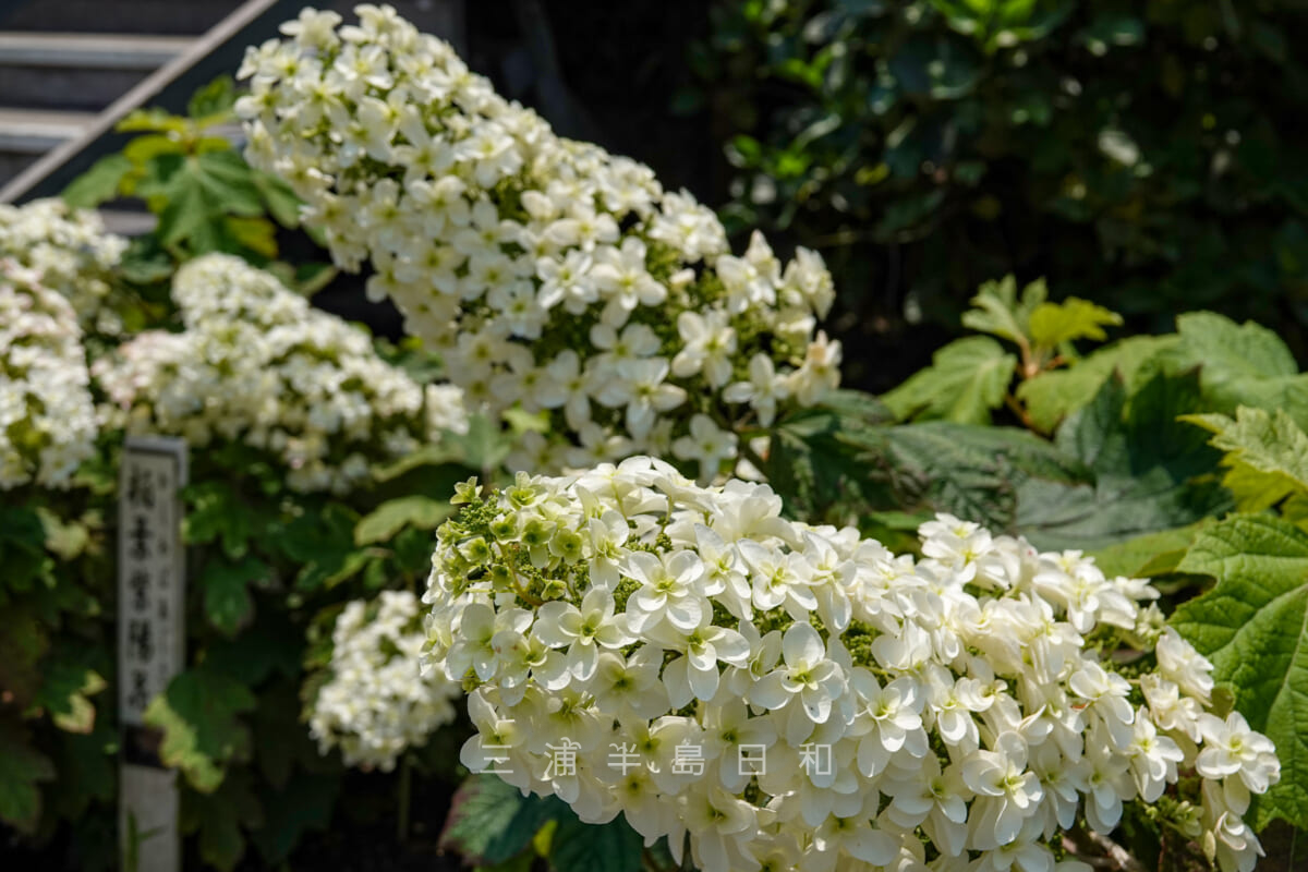 横須賀しょうぶ園・柏葉紫陽花(撮影日:2021.06.08)