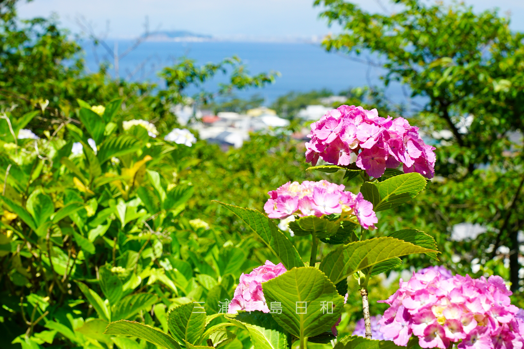 あじさい公園 約3 000株植えられている葉山の紫陽花の名所