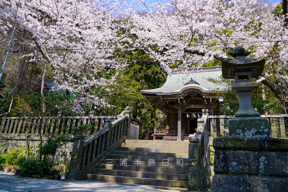 御霊神社(権五郎神社)・社殿前の桜(撮影日:2018.03.28)