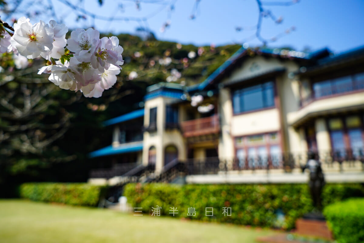 鎌倉文学館・庭園の桜と本館（撮影日：2018.03.28）