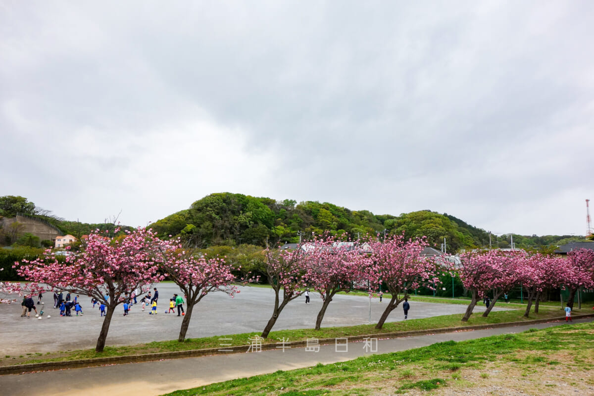 第一運動公園・自由運動場沿いのボタンザクラ並木(撮影日:2016.04.17)