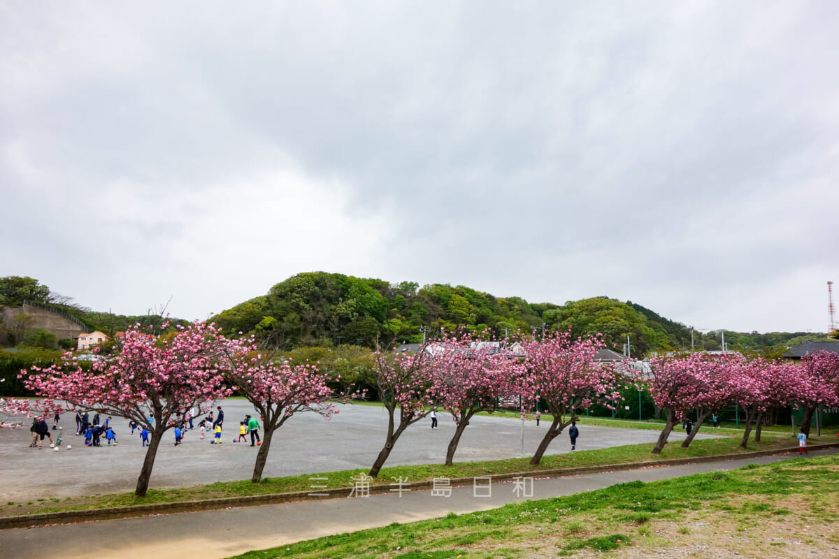 第一運動公園・自由運動場沿いのボタンザクラ並木（撮影日：2016.04.17）