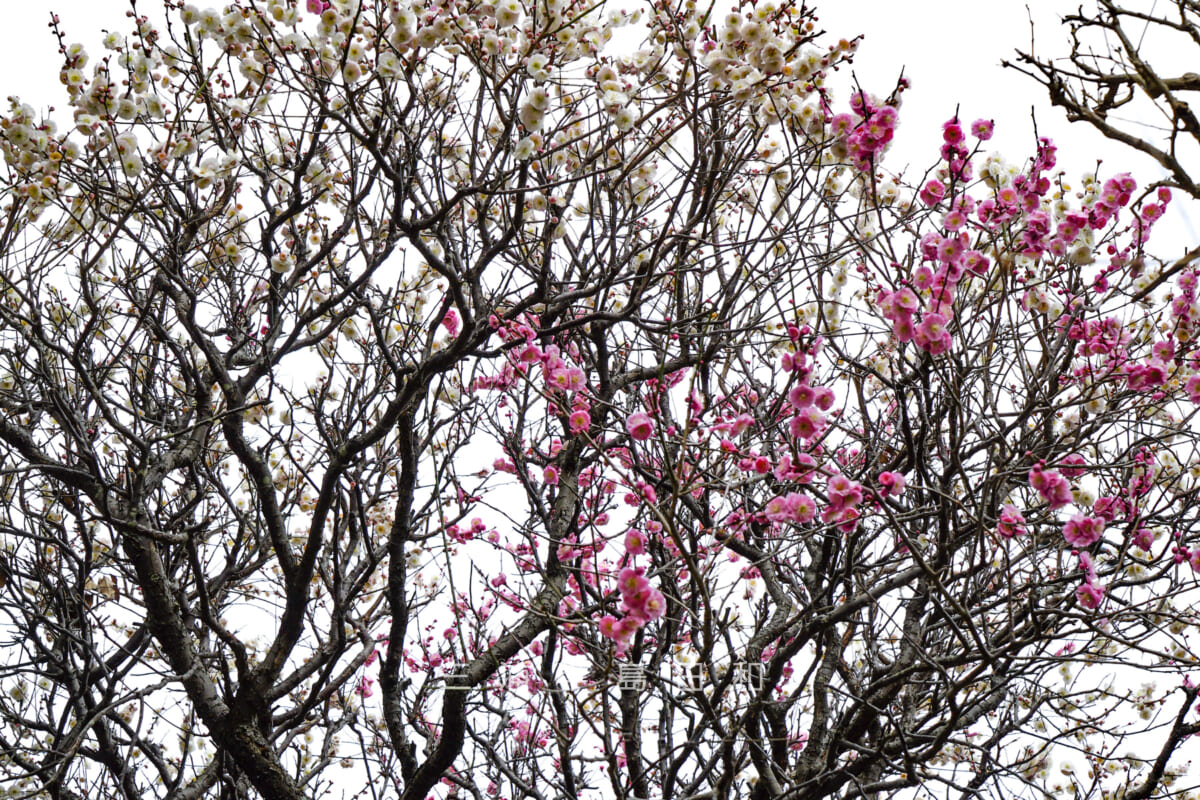 宝戒寺（萩の寺）・1本の木から紅と白の花が咲く梅「思いの儘（おもいのまま）」（撮影日：2019.02.26）